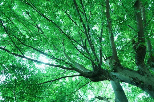 緑の大木.jpg